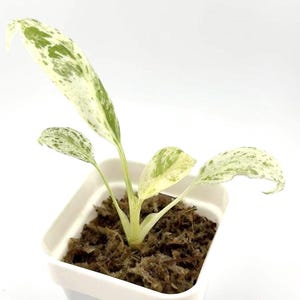 May include: A small houseplant in a white square pot. The plant has several green and white variegated leaves. The pot contains brown soil. The background is plain white.