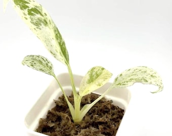 Variegated Epiprenum Giganteum Marble Starter Plant - 3 inch pot Fully-rooted Rare Aroid US Seller