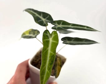 Variegated Alocasia Bambino Aurea Starter Plant - 3 inch pot Fully-rooted Rare Aroid  US Seller