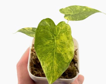 Alocasia Gageana Aurea Starter Plant - 3 inch pot Fully-rooted Rare Aroid US Seller