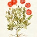 see more listings in the Botanical Prints section