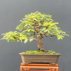 Bonsái de tamarindo de tamaño mediano – Árbol bonsái tropical frutal