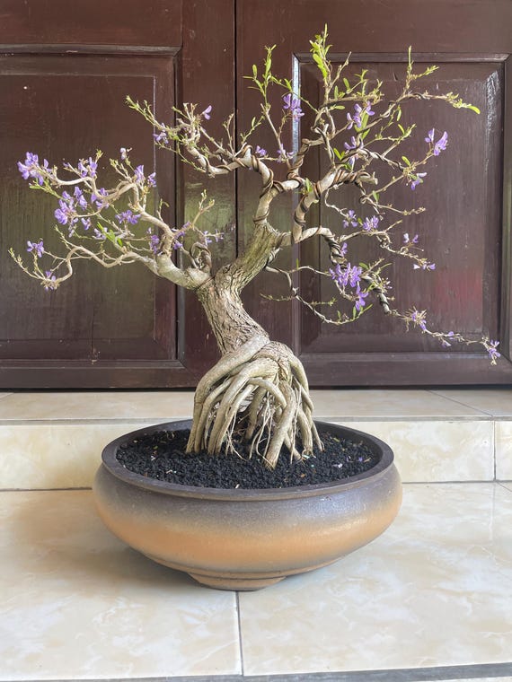 bonsai einsteiger set Complete Mini Bonsai Starter Kit