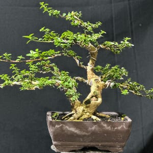 Real picture _ actual tree _ tree bonsai _ premna microphylla _ small size
