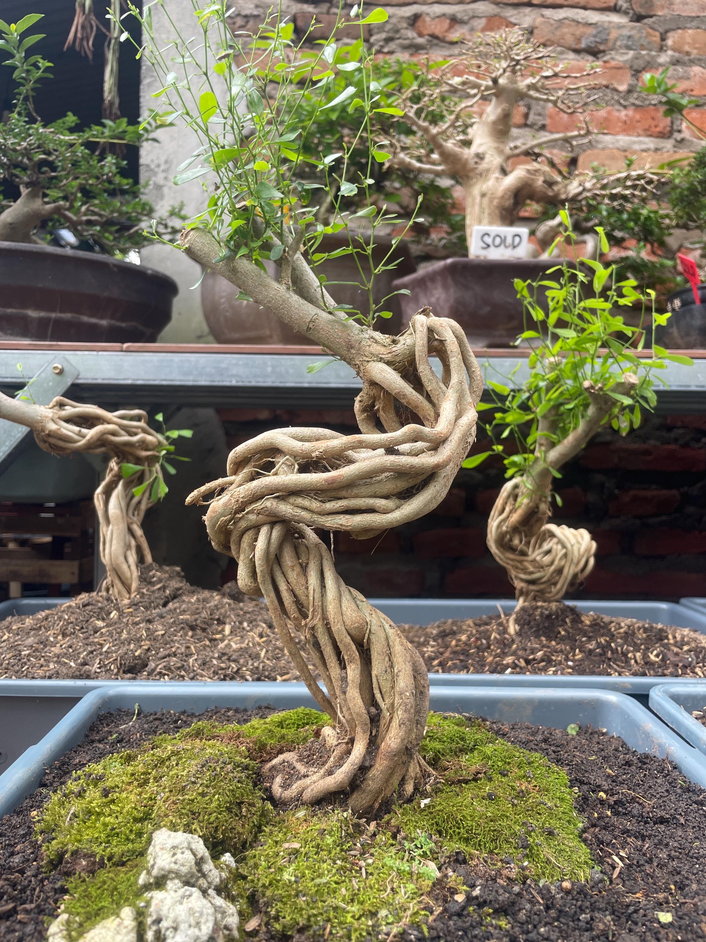 Exposed Root Bonsai - Etsy