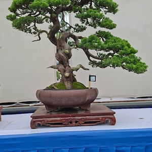 Può includere: Un bonsai maturo con un tronco marrone spesso, strutturato e nodoso, con densi cuscinetti di fogliame verde brillante. L'albero è piantato in un vaso di ceramica marrone di forma ovale, poggiato su un supporto in legno scuro con piedi intagliati.