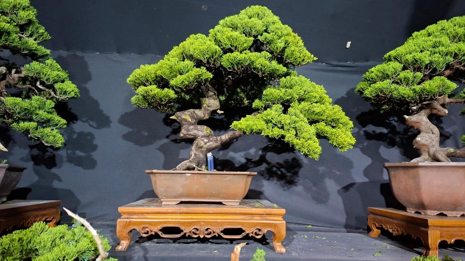 Shimpaku juniper - Etsy 日本