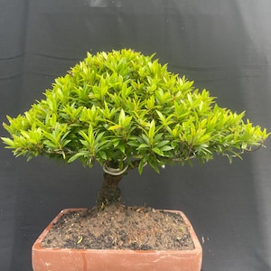 May include: A bonsai tree with bright green leaves and a brown trunk is planted in a rectangular terracotta pot. The tree's foliage is dense and well-maintained, creating a full, rounded shape. The pot sits on a dark surface.
