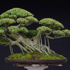 Higuera Ficus microcarpa, Bonsái elegante, tamaño mediano