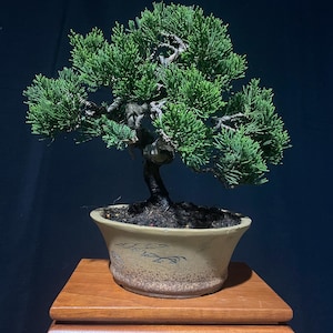Może przedstawiać: Drzewko bonsai z żywymi zielonymi liśćmi i ciemnym, teksturowanym pniem. Drzewko jest posadzone w beżowej ceramicznej doniczce z dekoracyjnym wzorem. Stoi na drewnianym stojaku, prezentując sztukę uprawy miniaturowych drzew.