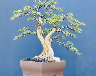 Bonsái de campanilla azul (Deamodium) de tamaño mediano – Planta bonsái viva con flores, decoración para interiores y exteriores.