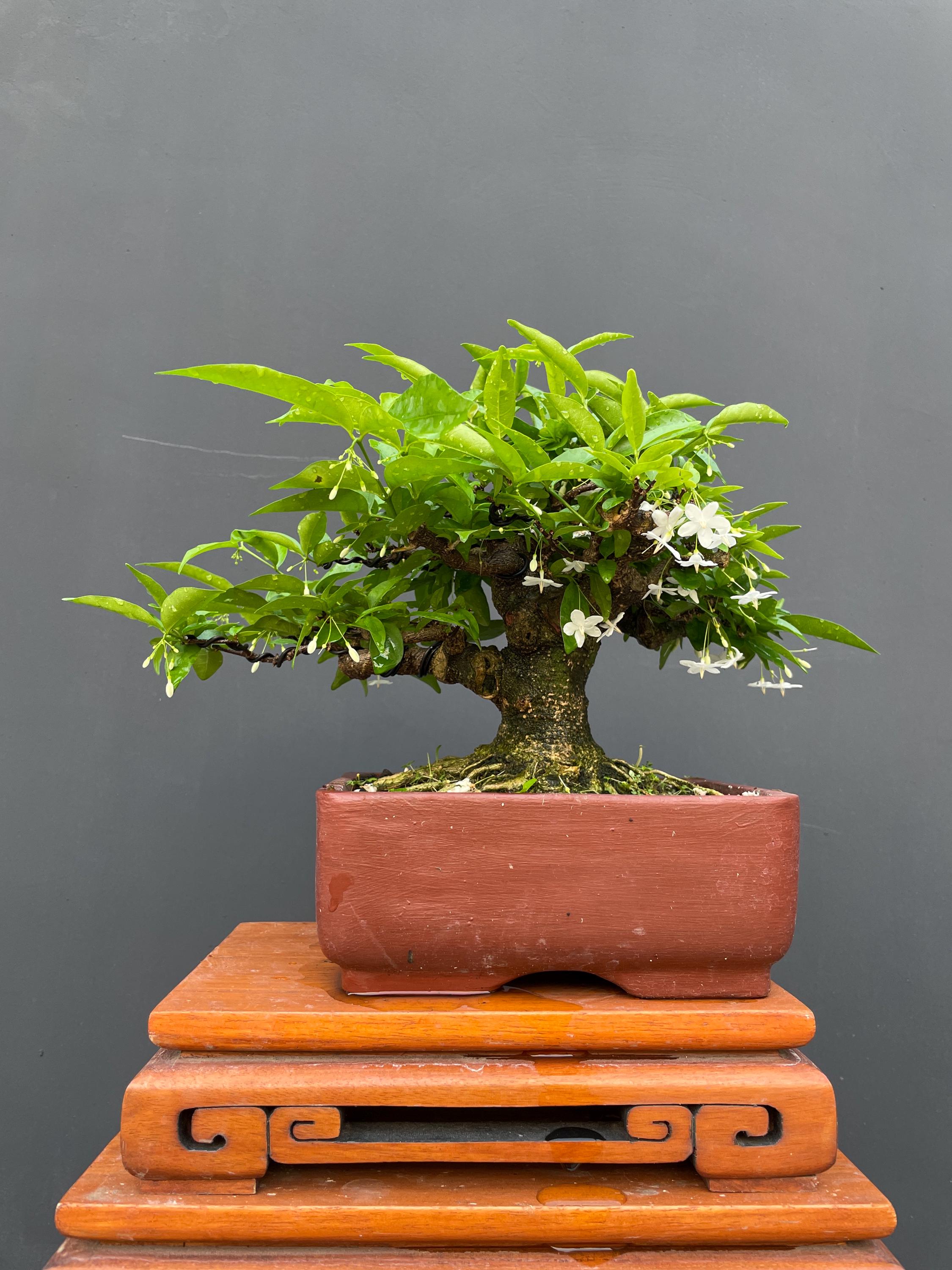 Small Wrightia Religiosa Bonsai Water Jasmine Live Tree Tropical Bonsai Thick Trunk Gift for Bonsai Lovers