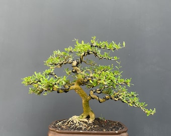 Hermoso bonsái de campanilla azul: un exótico árbol tropical con flores.