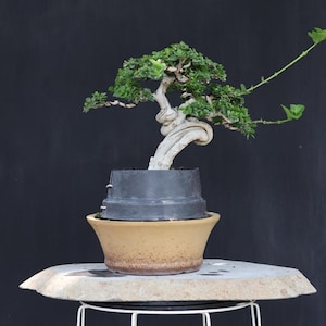 Bonsaï tropical Premna Microphylla – Tronc tortueux, spécimen vivant unique