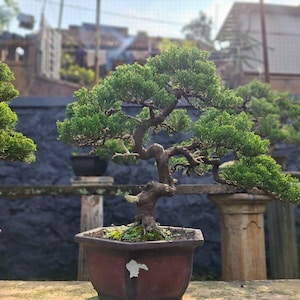 Op de afbeelding: Een verzameling bonsai-bomen in verschillende potten. De centrale boom heeft een gebogen stam en weelderig groen gebladerte. De potten zijn bruin en staan op een houten oppervlak, met een vage achtergrond.