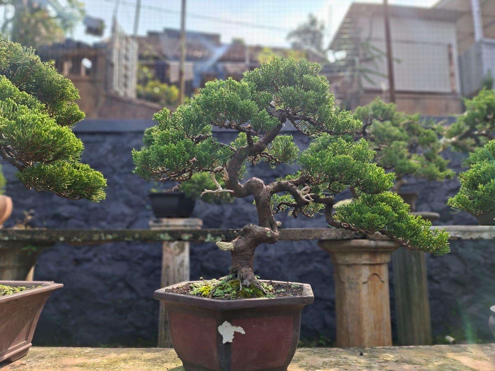 Shimpaku juniper - Etsy 日本