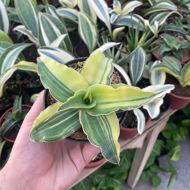 Sansevieria Kismayo Variegated Snake Plant - Etsy
