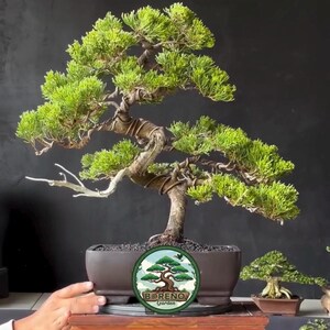 May include: A meticulously crafted bonsai tree with vibrant green foliage and a twisted trunk, displayed in a rectangular brown pot. The tree is on a decorative wooden stand. The image includes the "BORENO Garden" logo.