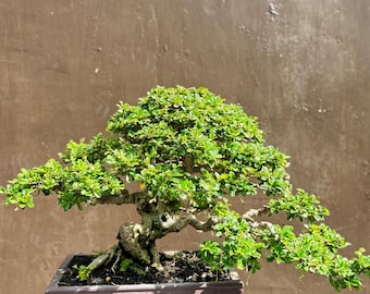bonsai venlo 'Luca' the Fernspray Hinoki Cypress
