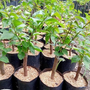 Bougainvillea Live Plants (10 Pack) – Vibrant Colors, Outdoor Flowering Plant, Easy to Grow