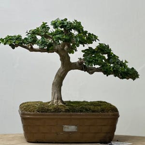 Real picture _ actual tree _ tree bonsai _ premna microphylla _ small size