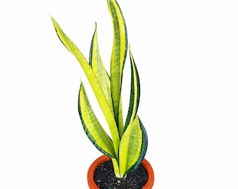 Sansevieria Pingren Variegated, Highly Variegated, Rare Find