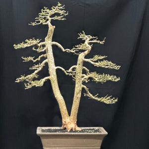 Real picture _ actual tree _ tree bonsai _ premna microphylla _ small size