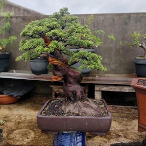 Può includere: Un bonsai con un tronco spesso, strutturato e bruno-rossastro, con un fogliame verde denso e vivace. L'albero è piantato in un vaso rettangolare in ceramica marrone scuro riempito di terra scura, che mostra un aspetto invecchiato.