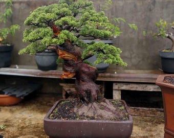 Bonsái de Juniperus Chinensis de tamaño mediano con tronco grueso. Bonsái vivo para coleccionistas, apto para interiores y exteriores. Árbol real.