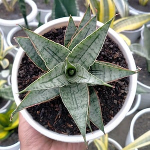 Może przedstawiać: Zbliżenie rośliny Sansevieria w białej doniczce. Roślina ma długie, spiczaste liście z mieszanką zieleni i srebra, białymi krawędziami i czerwonawymi końcówkami. Doniczka zawiera ciemną ziemię, popularna roślina domowa.