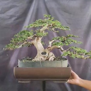 Bonsai di Premna Microphylla di medie dimensioni – Bonsai tropicale maturo con un bellissimo tronco