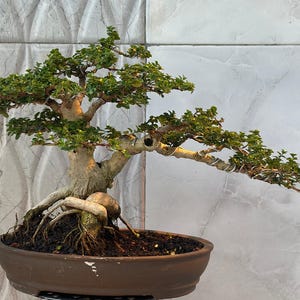 Real picture _ actual tree _ tree bonsai _ premna microphylla _ small size