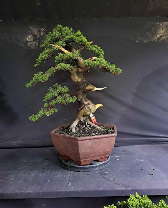 Juniperus Cinensis Large Windswept Bonsai  Mature Specimen Tree - Etsy