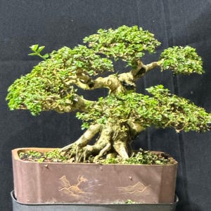 Real picture _ tree bonsai _ premna microphylla _ small size