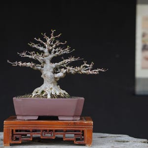 Wrightia religiosa vattenjasminbonsai – Litet tropiskt bonsaiträd, mogen stam, starka rötter, naturlig rörelse, miniatyrträd
