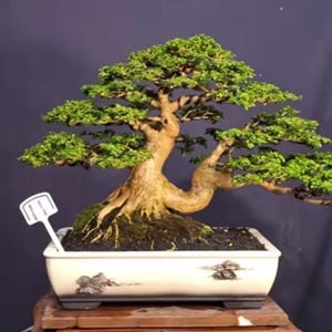 Kleine Premna Microphylla Bonsai – tropische miniboom voor bureau en meditatieruimte