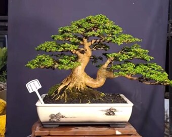 Bonsái pequeño de Premna Microphylla: mini árbol tropical para escritorio y espacio de meditación.