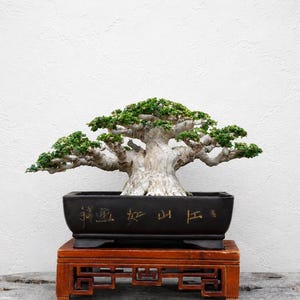 Bonsái de Premna microphylla / Bonsái Sancang / Árbol maduro en miniatura / Tronco grueso / Base de raíces compacta / Bonsái tropical / Arte vivo.