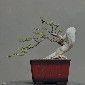 Bougainvillea Bonsai – Supermikrogulblommande, Bunjin Literati-stil, tjock vriden stam, tropisk blommande bonsai, miniatyrträd