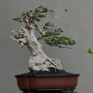 Cudrania cochinchinensis Bonsai – Bunjin Literati-stil, naturligt död ved, mogen texturerad stam, elegant tropiskt bonsaiträd
