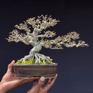 Bonsái de jazmín acuático, Wrightia religiosa. Bonsái pequeño, bonsái tropical maduro, raíces expuestas, planta bonsái viva, árbol de colección.