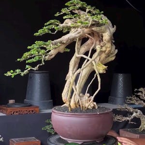 Peut inclure: Un bonsaï avec un tronc et des branches noueux et clairs, surmonté de petites feuilles vertes. L'arbre est planté dans un pot marron. L'image présente également le logo "Boreno Garden".
