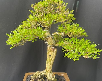 Real Picture Bonsai Malpighia Coccigera - Etsy