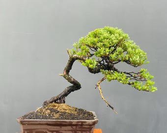 Bonsái pequeño de Juniperus chinensis – Estilo de tronco curvo, regalo único, decoración del hogar, bonsái de hoja perenne