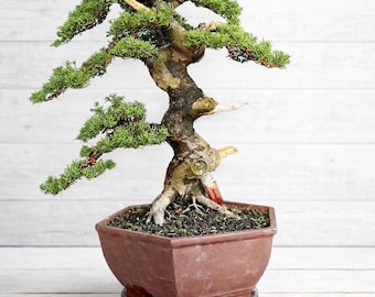 生命の木。盆栽セマラビャクシンブルーチャイネンシス - Etsy 日本