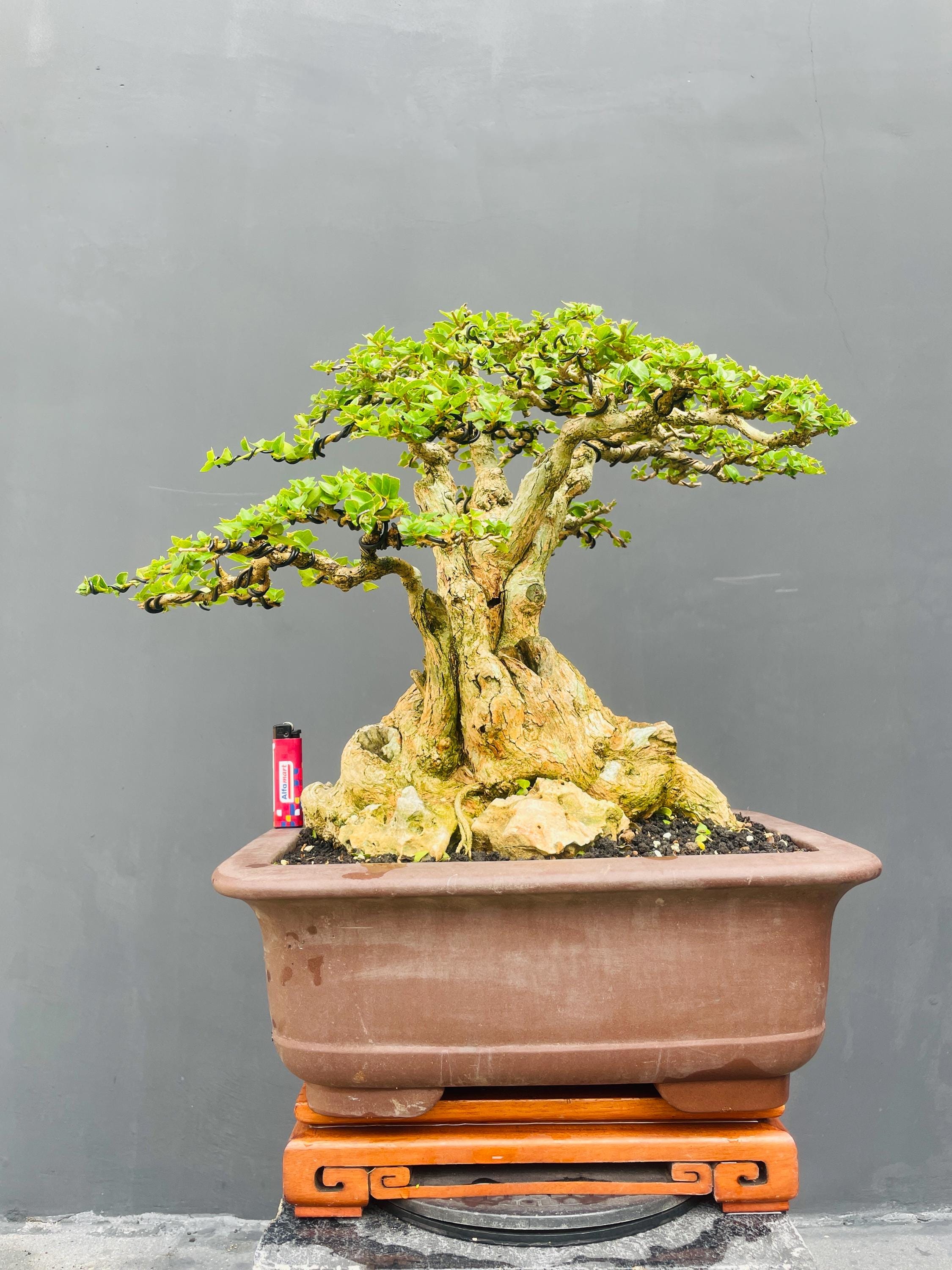 Premna Bonsai - Etsy Australia