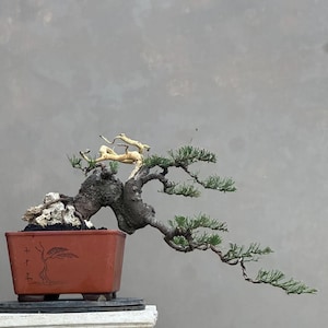 May include: A bonsai tree with a thick, dark, textured trunk and green needles, featuring a prominent light-colored deadwood section. The tree is planted in a rectangular terracotta-colored pot with a small etched tree design on the front.