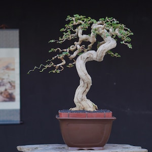 Bonsái de Premna microphylla – Estilo expresionista Bunjin mediano, tronco retorcido, árbol bonsái tropical artístico, ejemplar único de colección.