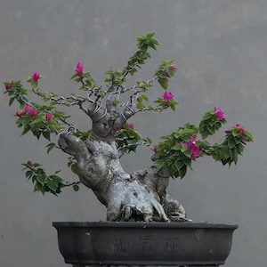 Bonsai di bouganvillea viola / Tronco antico e imponente / Bonsai maturo in fiore / Arte vivente