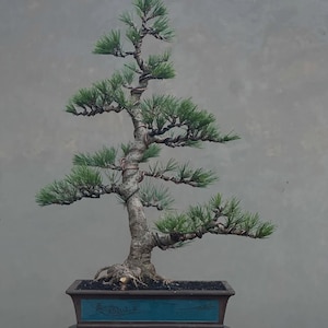 Medium Japanese Black Pine Bonsai for Sale – Elegant Chokkan Bonsai Tree for Home & Garden